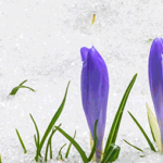 De huidige afbeelding heeft geen alternatieve tekst. De bestandsnaam is: image-1.png